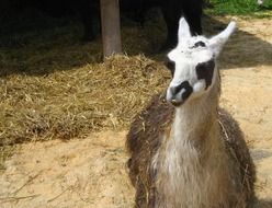Llama with black and white head in Zoo