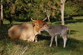 cow and calf on a green meadow