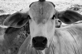 head of cattle in monochrome image