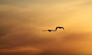 birds fly in the sky at dusk