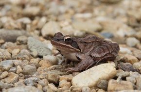 brown frog on small stones