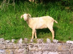 lonely lamb