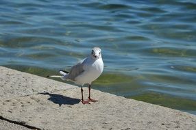 Seagull Lake Bird