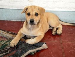 puppy lies on the ground near the house