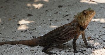 Lizard on a sand beach