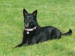 black dog lying on a green meadow