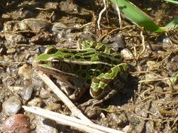 Leopard Frog