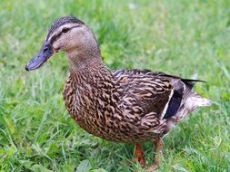 brown duck on grass