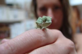 tiny yemen chameleon