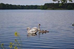 Family of the swand in the pond