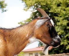 Cute brown and white billy goat near the house