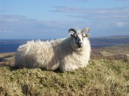 Beautiful ram in Ireland