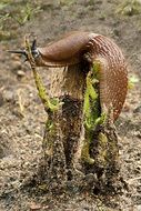 Snail Slime