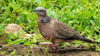 Close-up of the dove