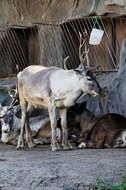 reindeers in captivity at ZOOM Erlebniswelt, germany, Gelsenkirchen