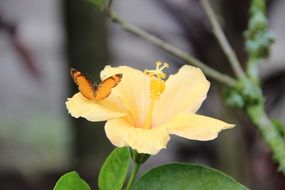 orange Butterfly on yellow hibiscus Flower