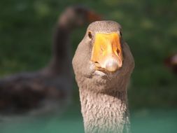 gray goose porter with a yellow beak