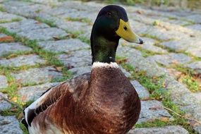 duck on a stone walkway