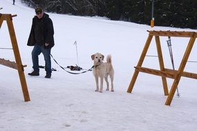 man with a leashed dog on snow