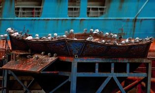birds on an old rusty boat