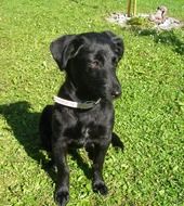 handsome Puppy Labrador