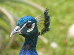 stunningly beautiful blue Peacock