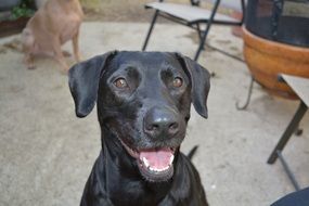 happy black dog with brown eyes