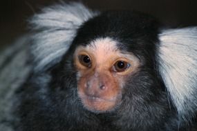 portrait of Black and white exotic monkey