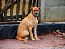 awating faithful dog on a street