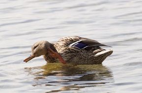 scratching duck
