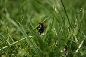 Small beetle is sitting on the grass