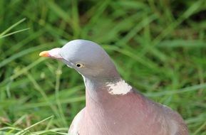 head of a pigeon in wildlife