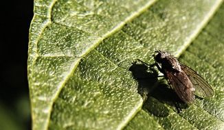 Macro photo of the insect on the leaf