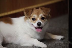 sweet small Dog