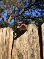 Red Admiral Butterfly on wooden fence