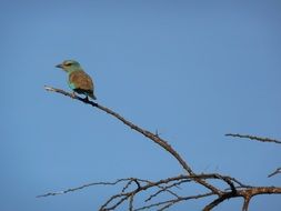 Small Bird on a branch, kenya