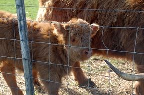 Highland baby Cow