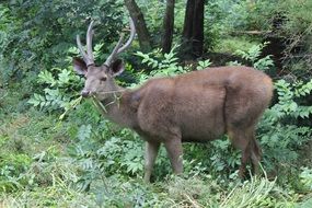 deer in a natural environment in the forest