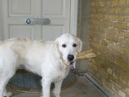 hungry golden retriever