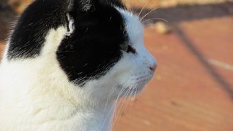 portrait of a black and white cat outdoors