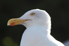 Gull Bird Head close-up
