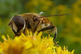 fly on yellow flower, macro