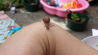 tiny snail on hand close-up on blurred background