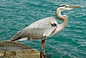 great blue heron on the rocky coast