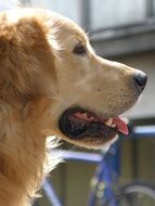 profile portrait of a golden retriever