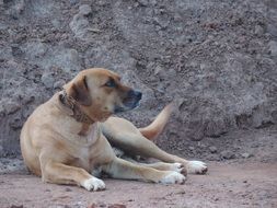 dog on sandy soil