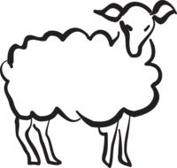 drawing of a lamb on a white background