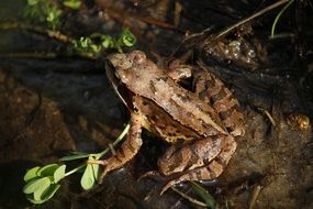 brown toad in the garden pond