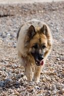 German shepherd in walking close-up