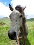 Connemara Pony on the field
